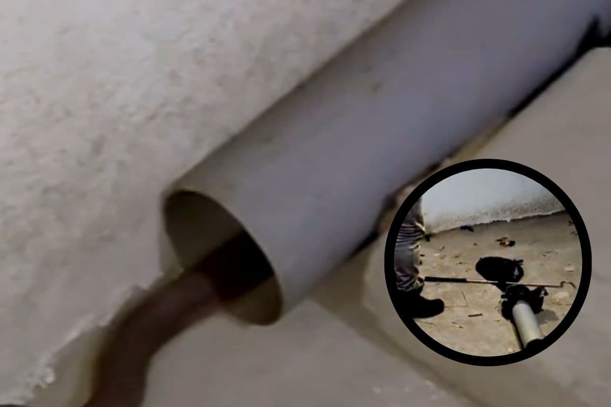 Watch Video : पाइप एंड बैग मेथड से जीव वैज्ञानिक विवेकानंद ने रसेल वाइपर को छकाया