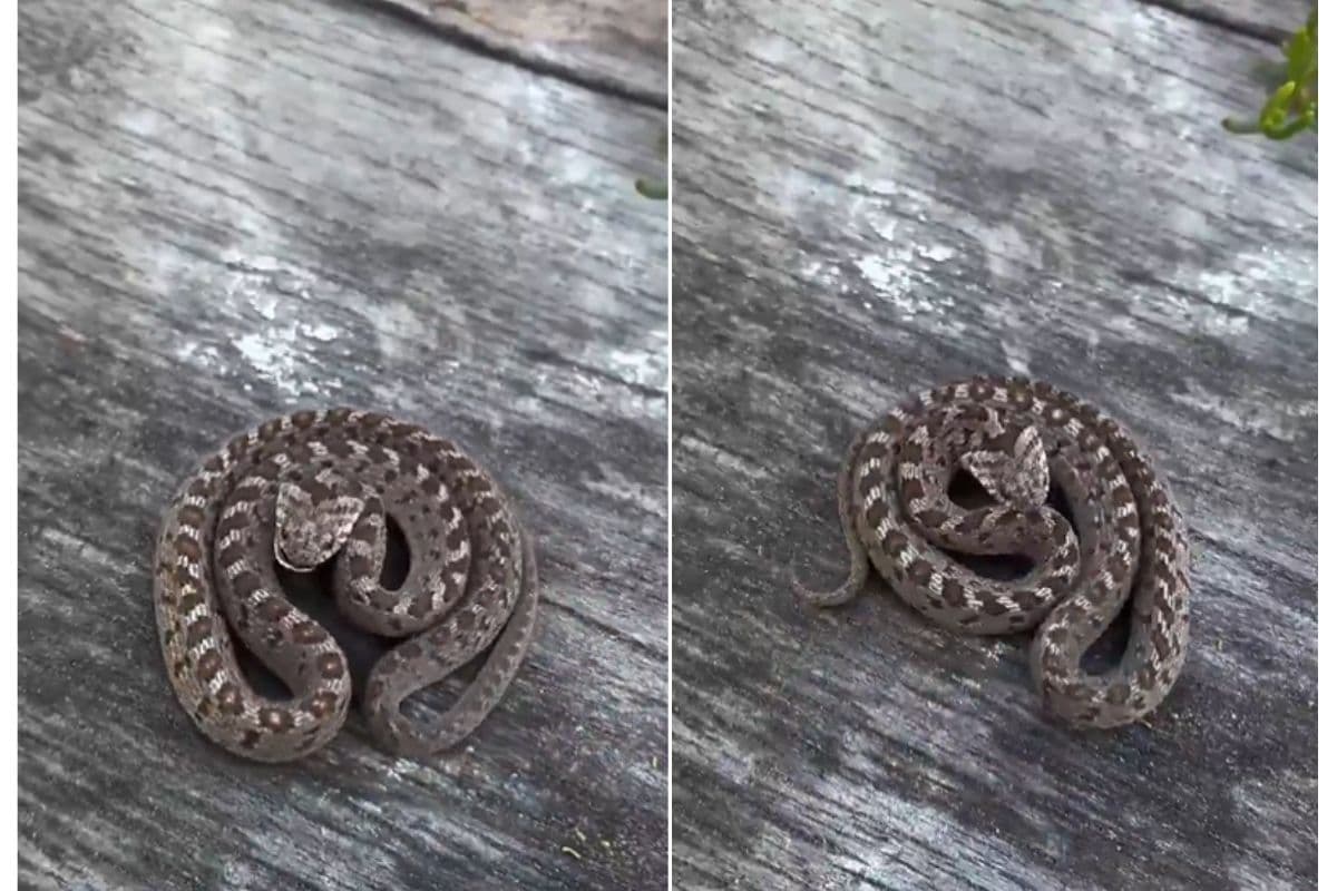 Viral Video: खतरनाक नहीं डरावना है यह सांप, रफ्तार से करता है हमला, वीडियो देख कांप जाएगा कलेजा