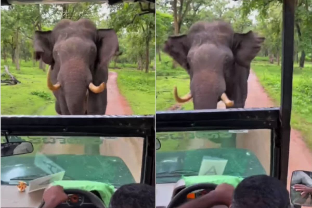 Viral Video: जंगल सफारी कर रहे लोगों पर जंगली हाथी ने किया अटैक, ड्राइवर की सूझबूझ से बची सबकी जान