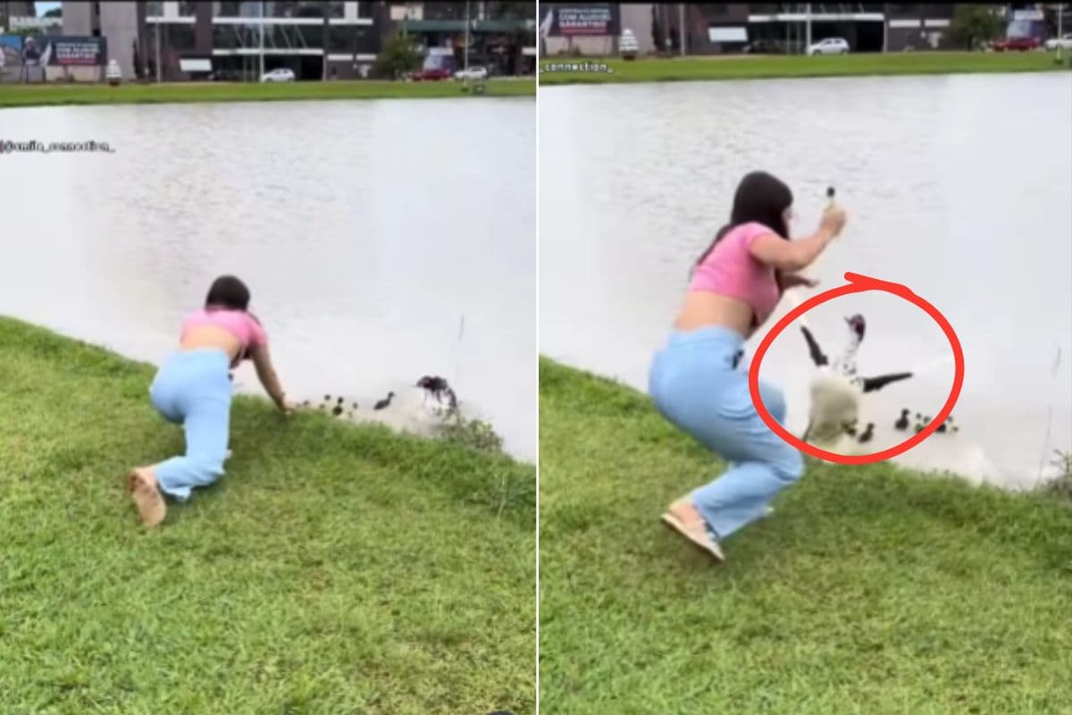 Viral Video: नन्हे बतख को पकड़ना पड़ा लड़की को भारी, मां बतख ने किया कुछ ऐसा कि याद आ गयी नानी