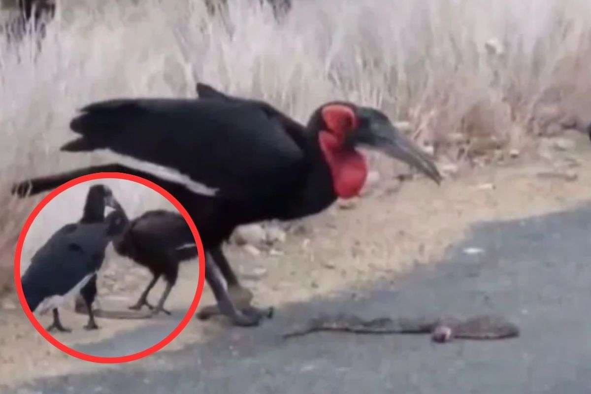 Viral Video : इस खतरनाक सांप को चट से मारकर पट से खा जाता है ये पक्षी