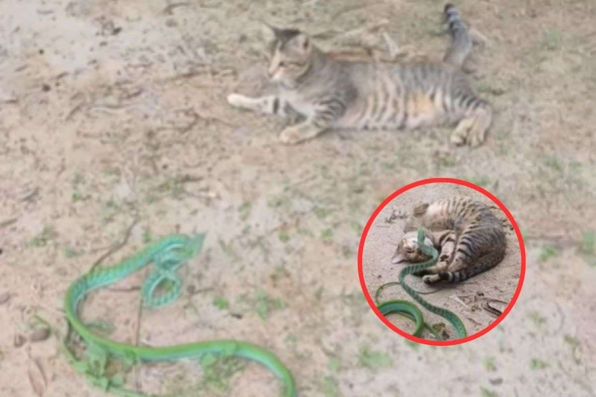 Viral Video : हरे रंग के सांप ने बिल्ली को कर दिया परेशान, देखें मजेदार वीडियो