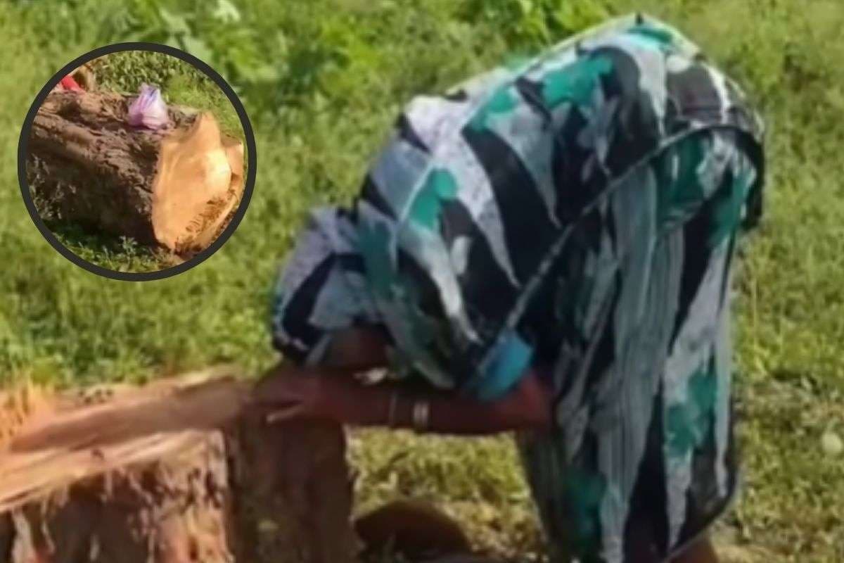 Viral Video : पेड़ कटा तो फूट–फूटकर रोने लगी वृद्ध महिला, वीडियो रुला देगा आपको भी
