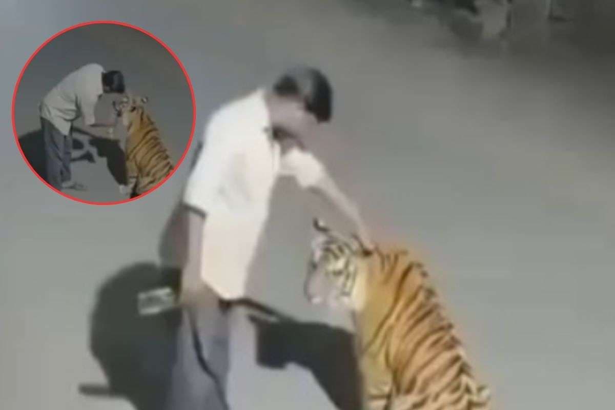 Drunk Man Offers Liquor to Tiger Drunk Man Offers Liquor to Tiger