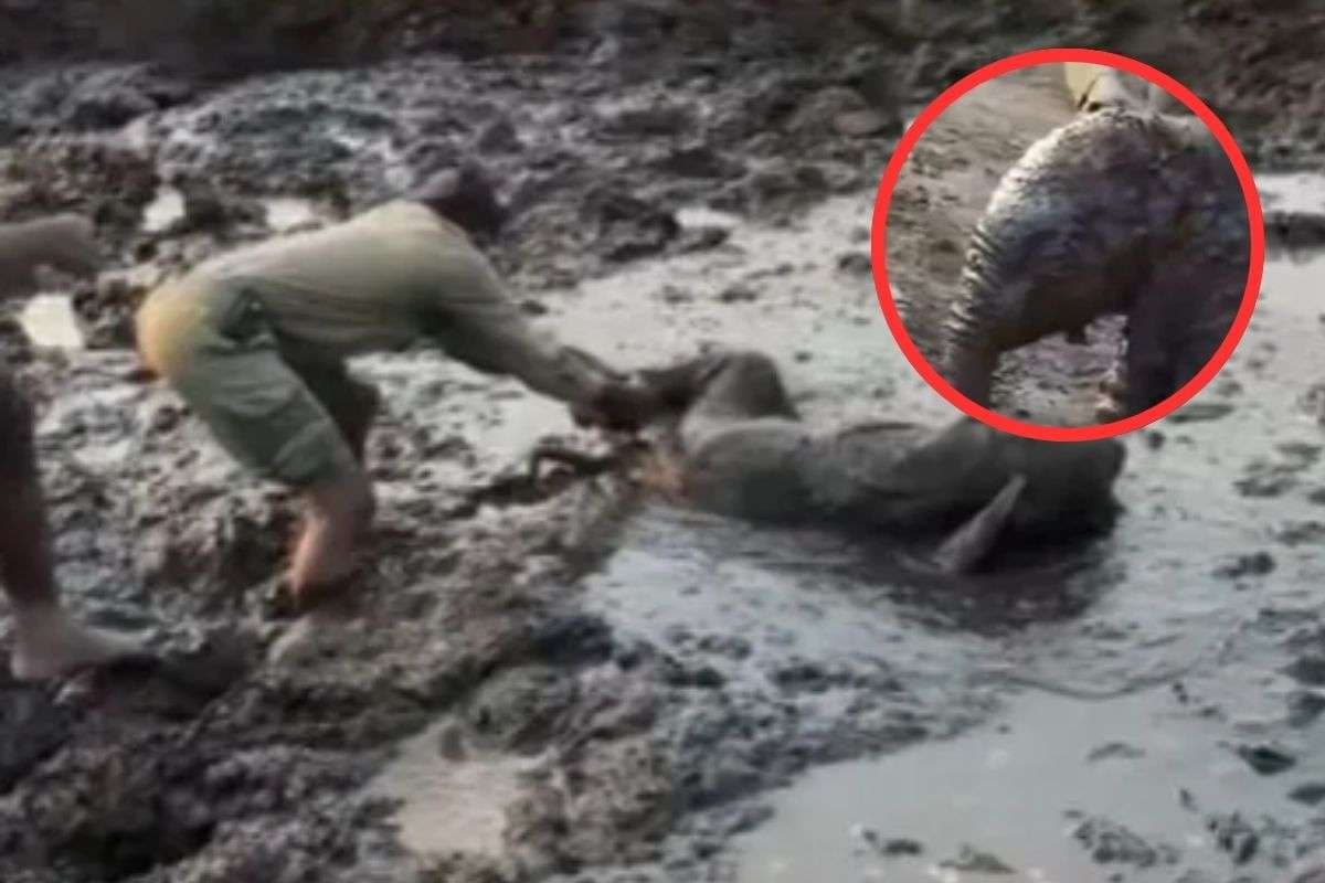 Viral Video : दलदल में फंसा हाथी का बच्चा, टूट गई उम्मीद, तभी पहुंचे फॉरेस्ट ऑफिसर्स, दिल छू लेगा ये वीडियो