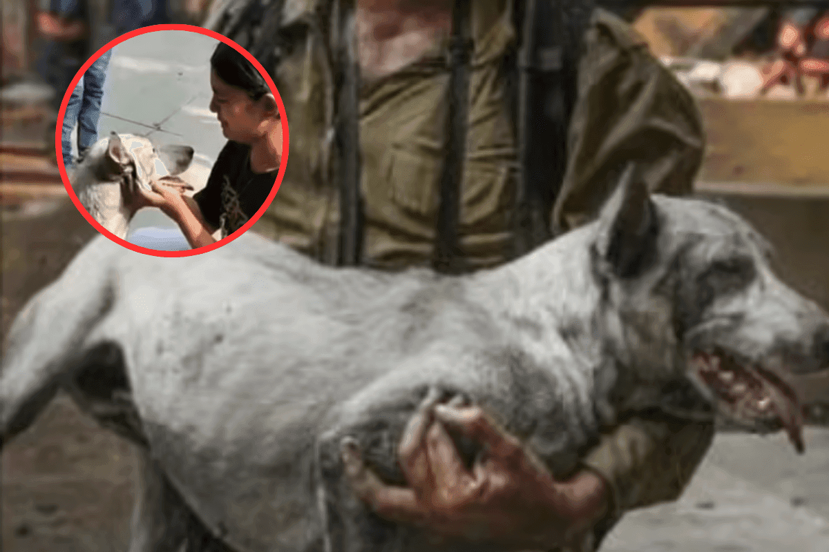 Viral Video : अपार्टमेंट में लगी आग, फंस गया कुत्ता, भगवान बनकर आया बहादुर फायरफाइटर