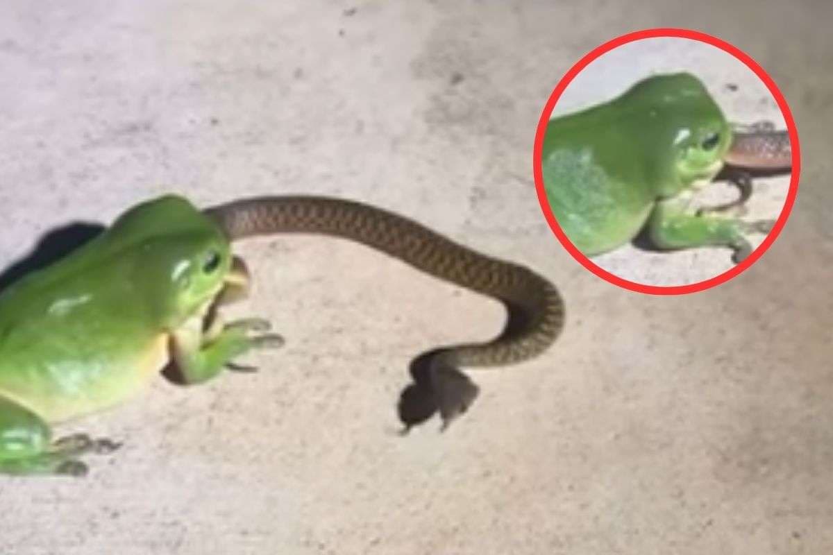 Viral Video : सांप को खाने लगा मेंढक, सब रह गए हैरान