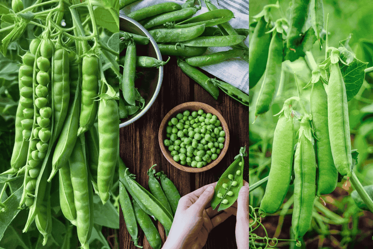 Tips to Grow Peas at Home: घर पर गमलों में ताजी मटर कैसे उगाएं? जानें आसान तरीका