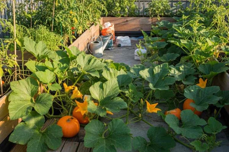 How To Grow Pumpkin In Winter: सर्दियों में घर पर उगाएं फ्रेश और ऑर्गेनिक कद्दू, अपनाएं ये बेस्ट गार्डनिंग टिप्स