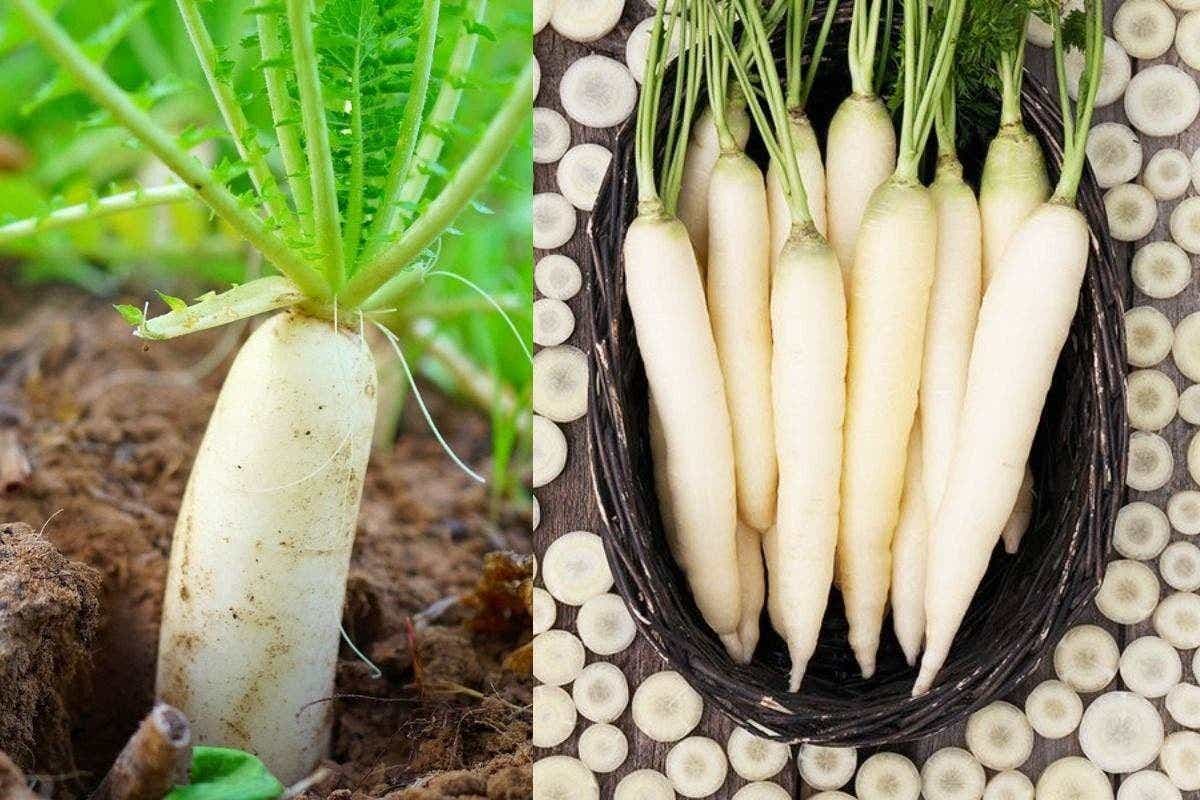 Gardening Tips: घर पर ऐसे उगाएं मूली, मिट्टी से लेकर देखभाल तक जानिए आसान तरीका जिससे होगी भरपूर पैदावार