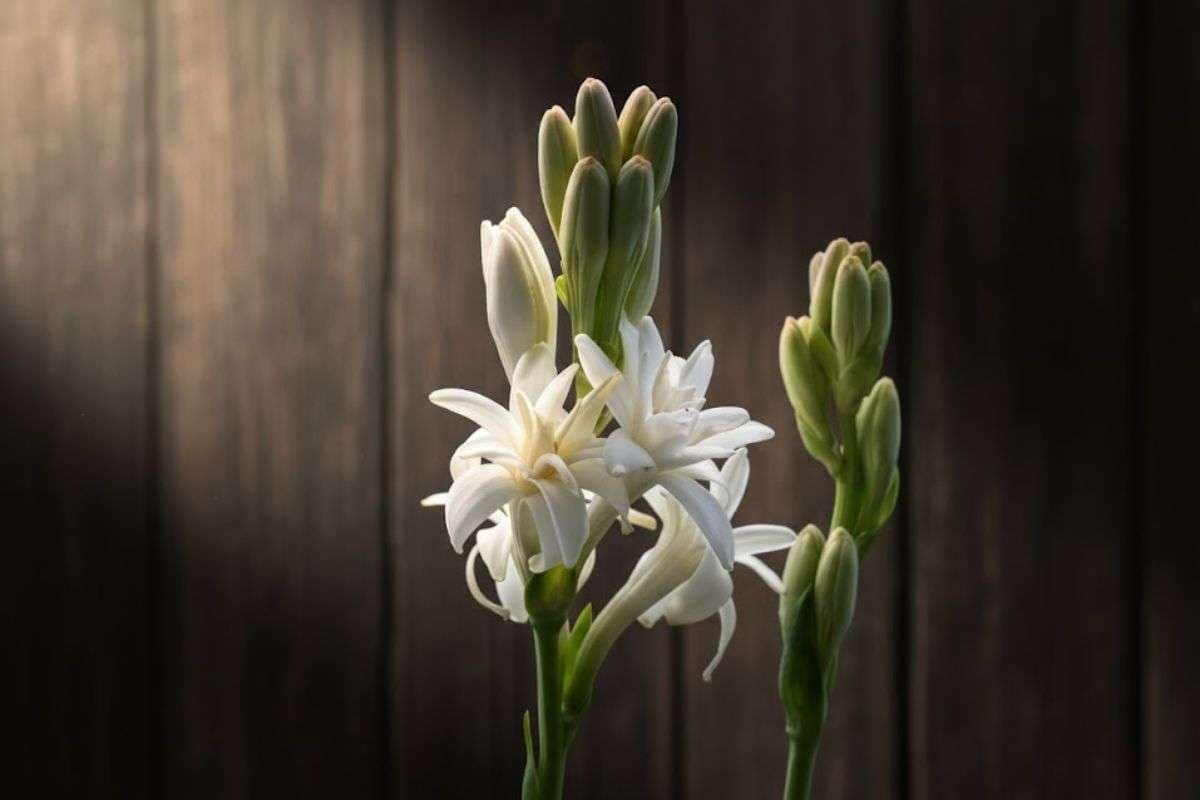 How To Grow Rajnigandha Flower: खुशबू से महक उठेगा हर कोना, ऐसे लगाएं अपने घर पर रजनीगंधा का पौधा