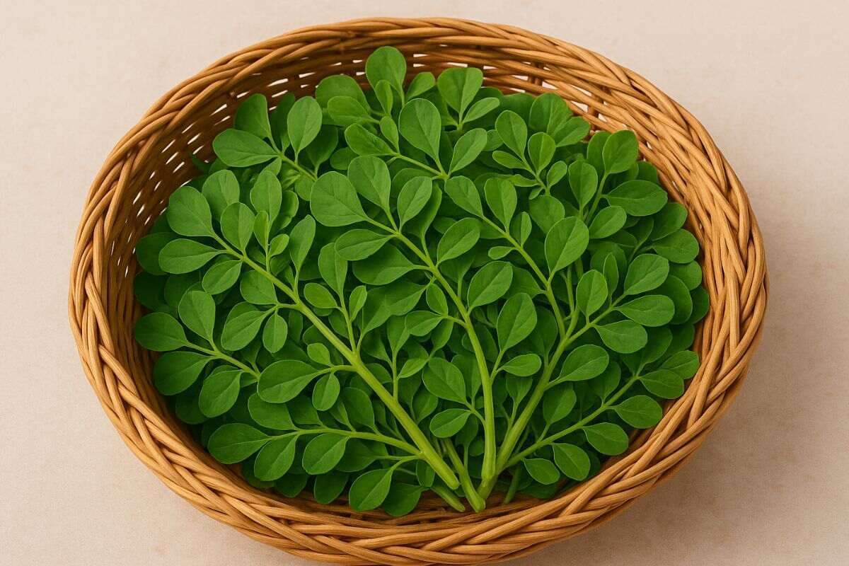 How To Store Methi Leaves: मेथी के पत्ते अब नहीं होंगे खराब, लंबे समय तक फ्रेश रखने के लिए अपनाएं ये स्टोरेज टिप्स  