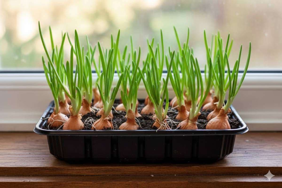 How to Grow Onion at Home: अंकुरित प्याज से घर पर उगाएं ढेरों प्याज वो भी बिना बीज के