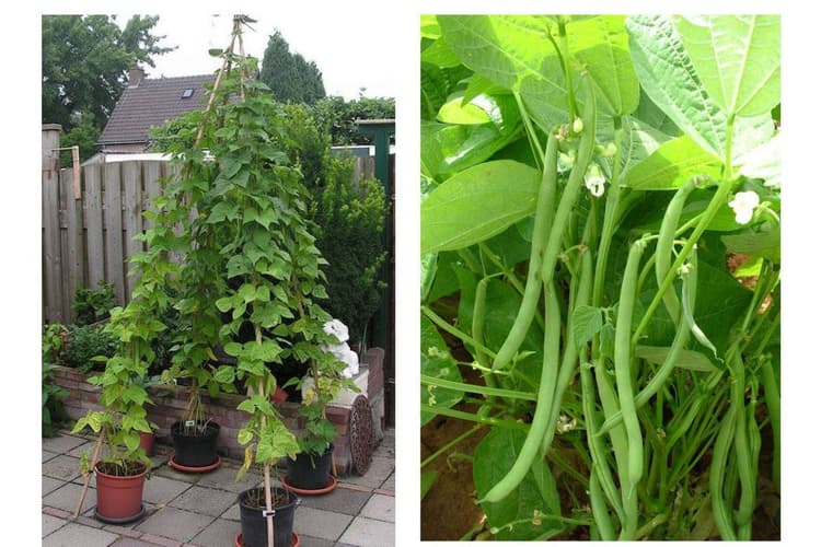 How to Grow Beans at Home: घर पर आसानी से उगाएं बीन्स, जानें सही तरीका और सावधानियां