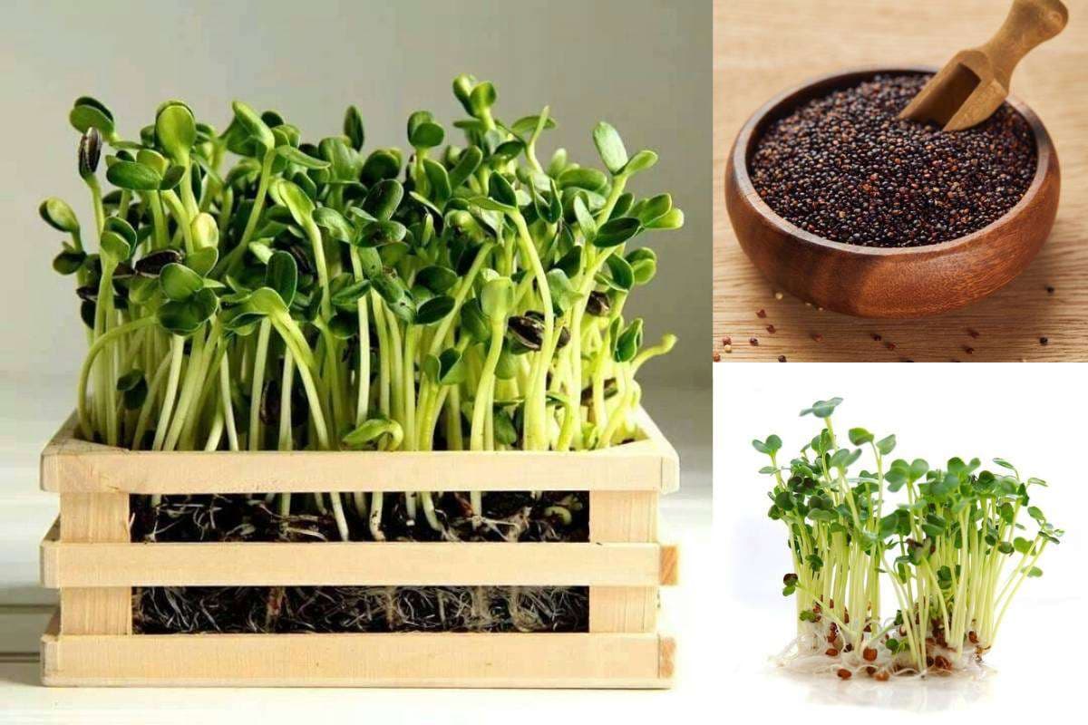 How to Grow Sarson Saag at Home: घर पर उगाएं सरसों का साग – सर्दियों में शरीर को दे गर्माहट और स्वाद का मजा