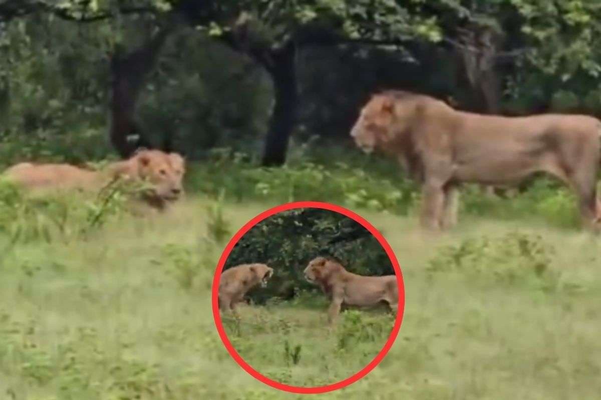 Viral Video : शेर ने शेरनी पर किया जोरदार हमला, वीडियो देखकर सहम गए लोग