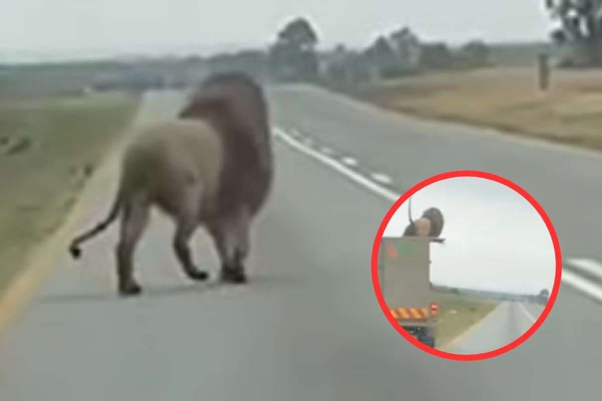 Viral Video : शेर चलते ट्रक की छत से कूदा, वीडियो में देखें फिर हुआ क्या