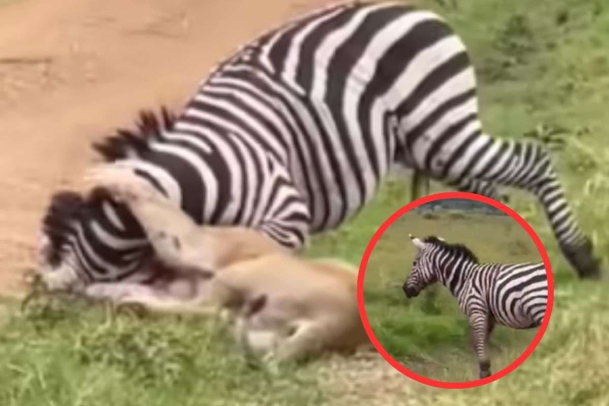 Viral Video : शेरनी के जबड़े में फंसी जेब्रा की गर्दन, इसके बाद शिकार ने जो किया वह कर देगा हैरान