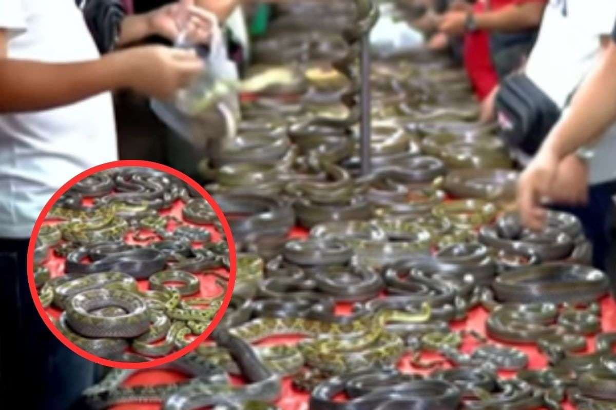 Viral Video : गजब का है ये सांपों का बाजार, देखकर हैरान रह गए लोग