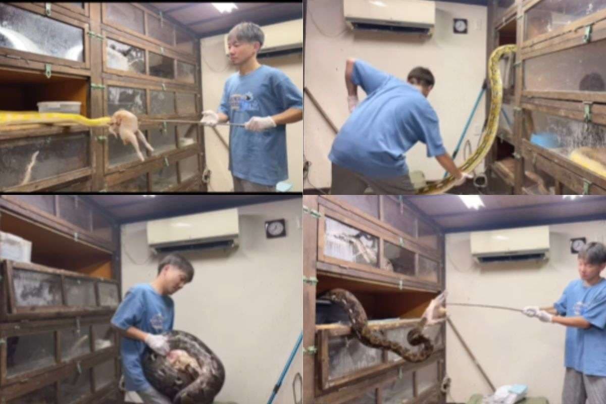 Viral Video: सांपों का शोरूम! अजगरों के साथ शख्स को देख कांप जाएगा कलेजा, कमजोर दिल वाले वीडियो को न देखें