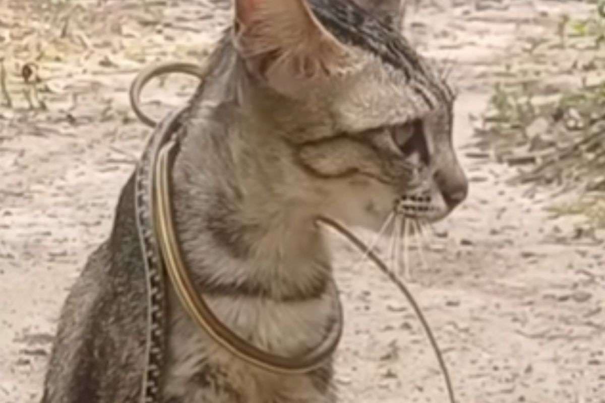 Viral Video : बिल्ली के गले में लिपट गया सांप, वीडियो देख सब हैरान