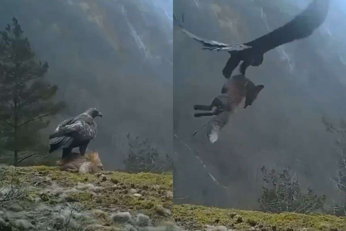 Viral Video: धड़कन बढ़ा देगा यह वीडियो! तूफानी हवा में लोमड़ी को उठा ले गया बाज, वायरल हो रहा Video