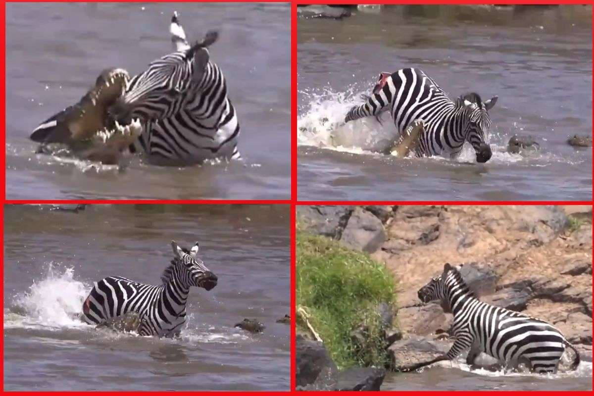 Viral Video: दांतों से काटा, पैरो से मारा और पानी से निकल गया, कई मगरमच्छों पर भारी पड़ा यह जेब्रा