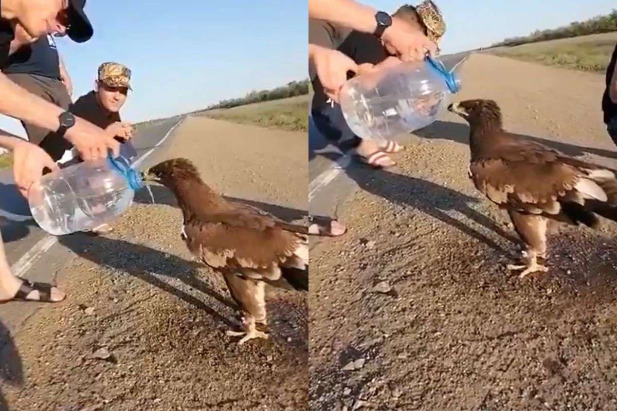 Viral Video: प्यास से तड़प रहा था बाज, मोटरसाइकिल सवार ने बचाई जान, वीडियो देख खिल जाएगा दिल