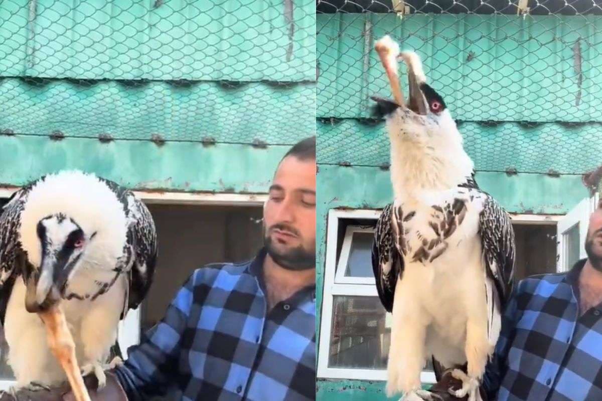 Viral Video: इस गिद्ध का खाना देख फटी रह जाएगी आंखें, वीडियो हो रहा वायरल