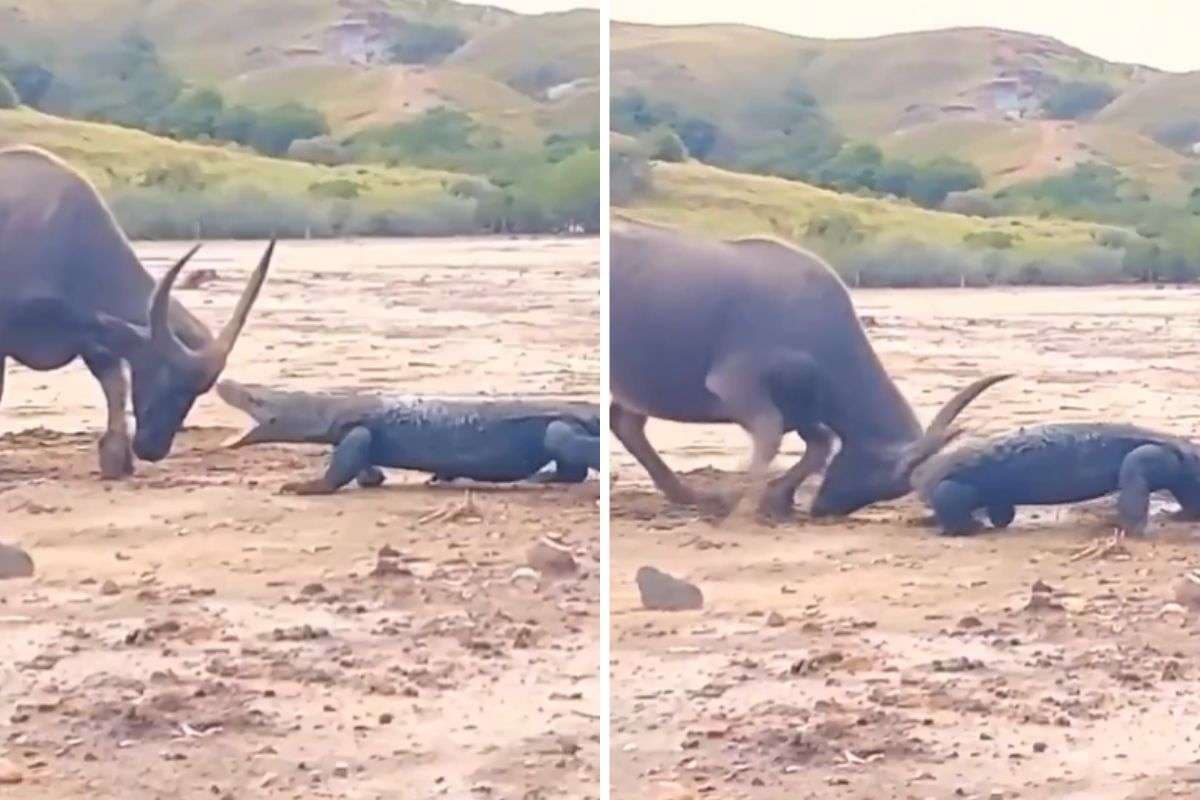 Viral Video: भैंस के नन्हे बच्चे पर थी कोमोडो की नजर, सामने आ गई उसकी मां, फिर जो हुआ, देखें वीडियो