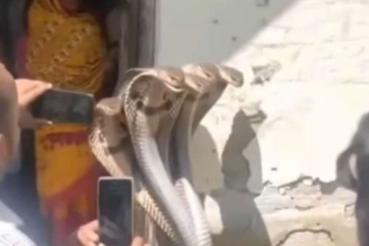 Viral Video : 5 सिर वाला सांप, शेषनाग को देख लोग हो गए हैरान
