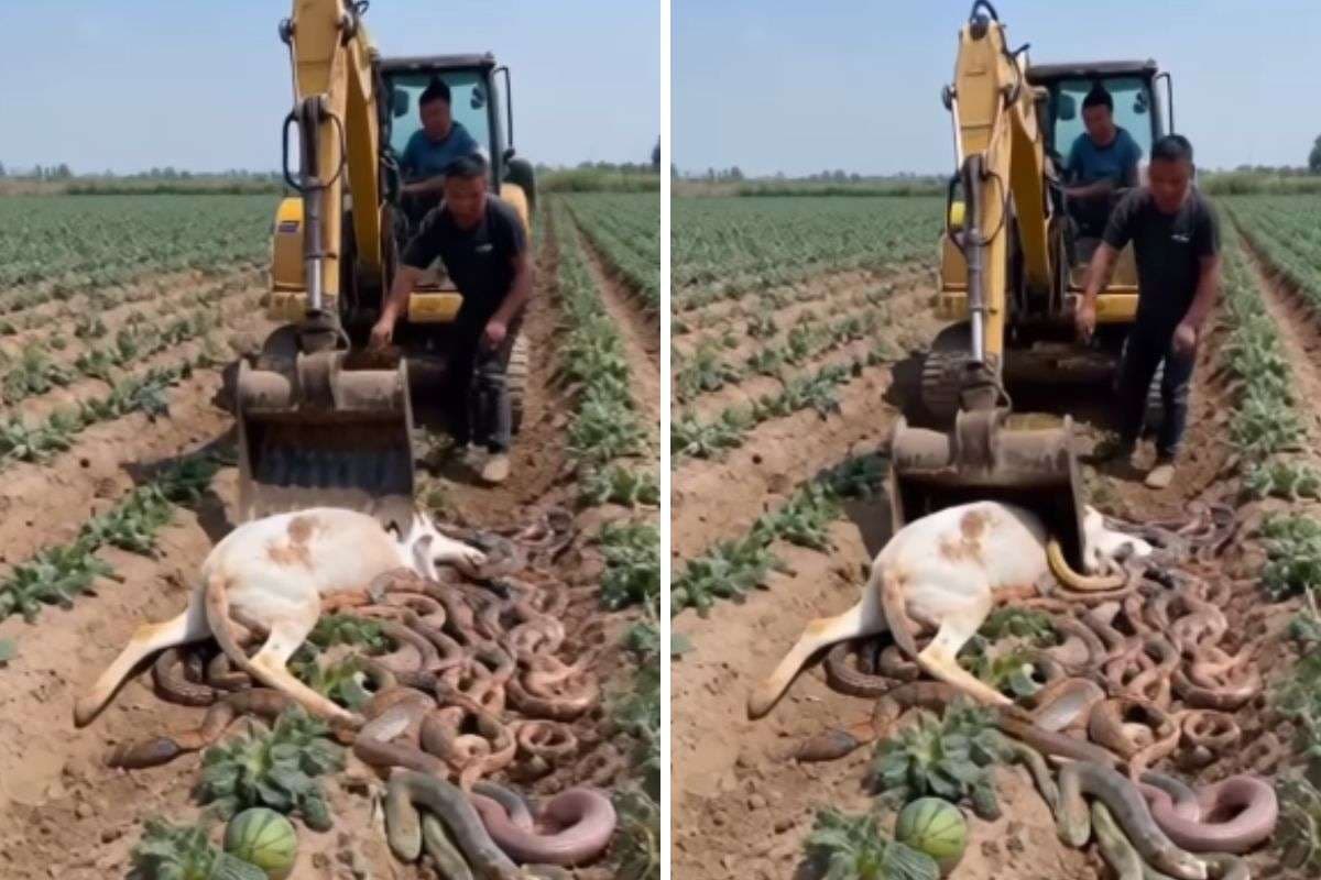 Viral Video: खेत में सांपों का तांडव! बड़े-बड़े अजगरों ने गाय को जकड़ा, क्या है वायरल वीडियो का रहस्य?