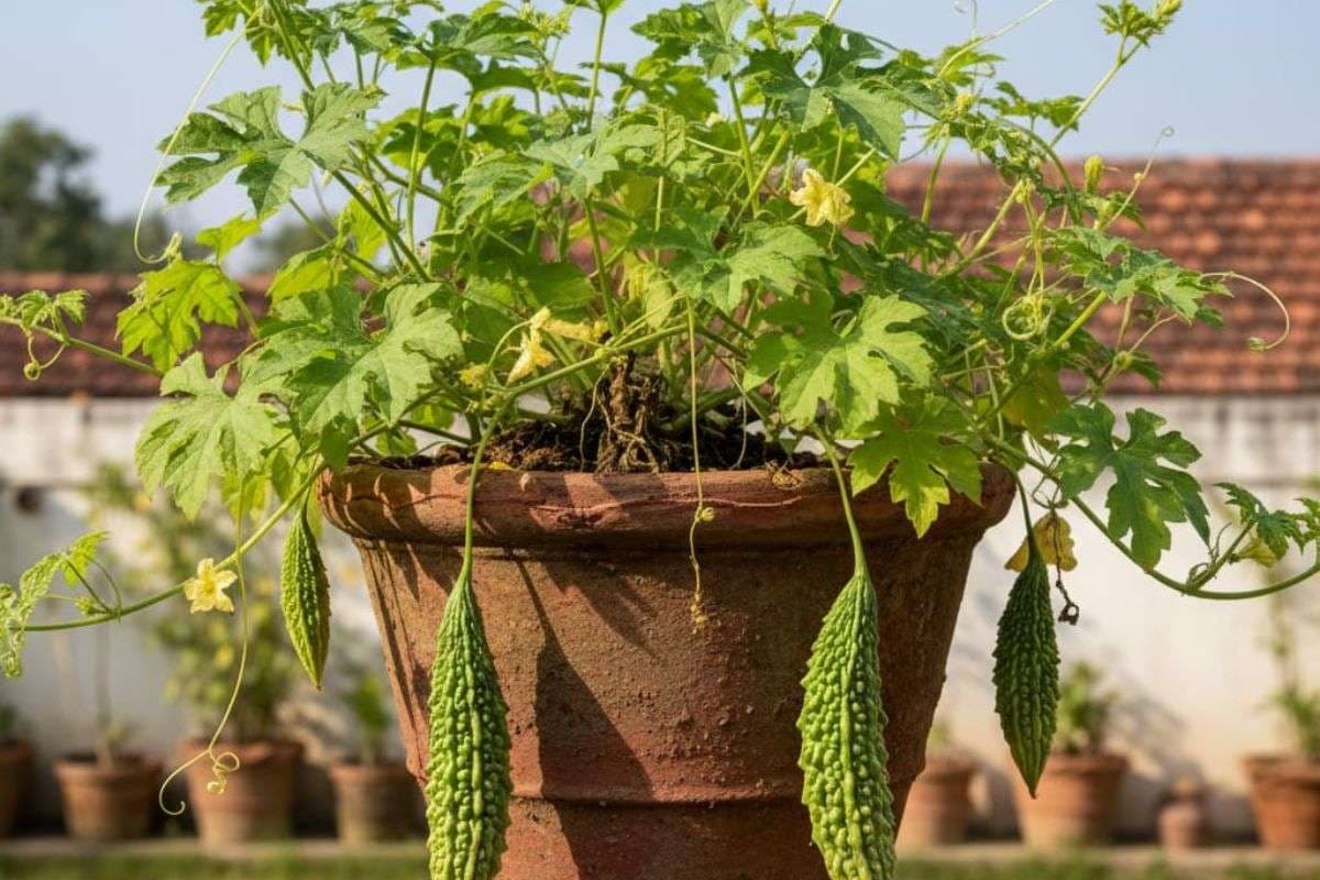 bitter gourd bitter gourd