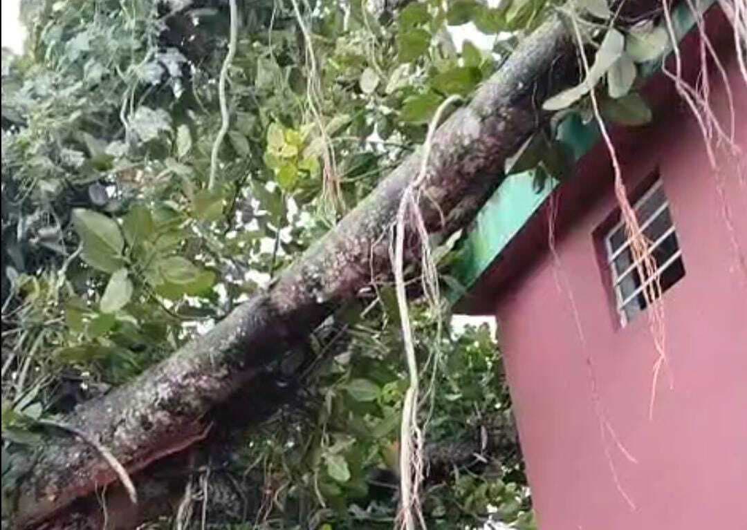 तेज आंधी व बारिश में गिरा बरगद का पेड़, कोई हताहत नहीं