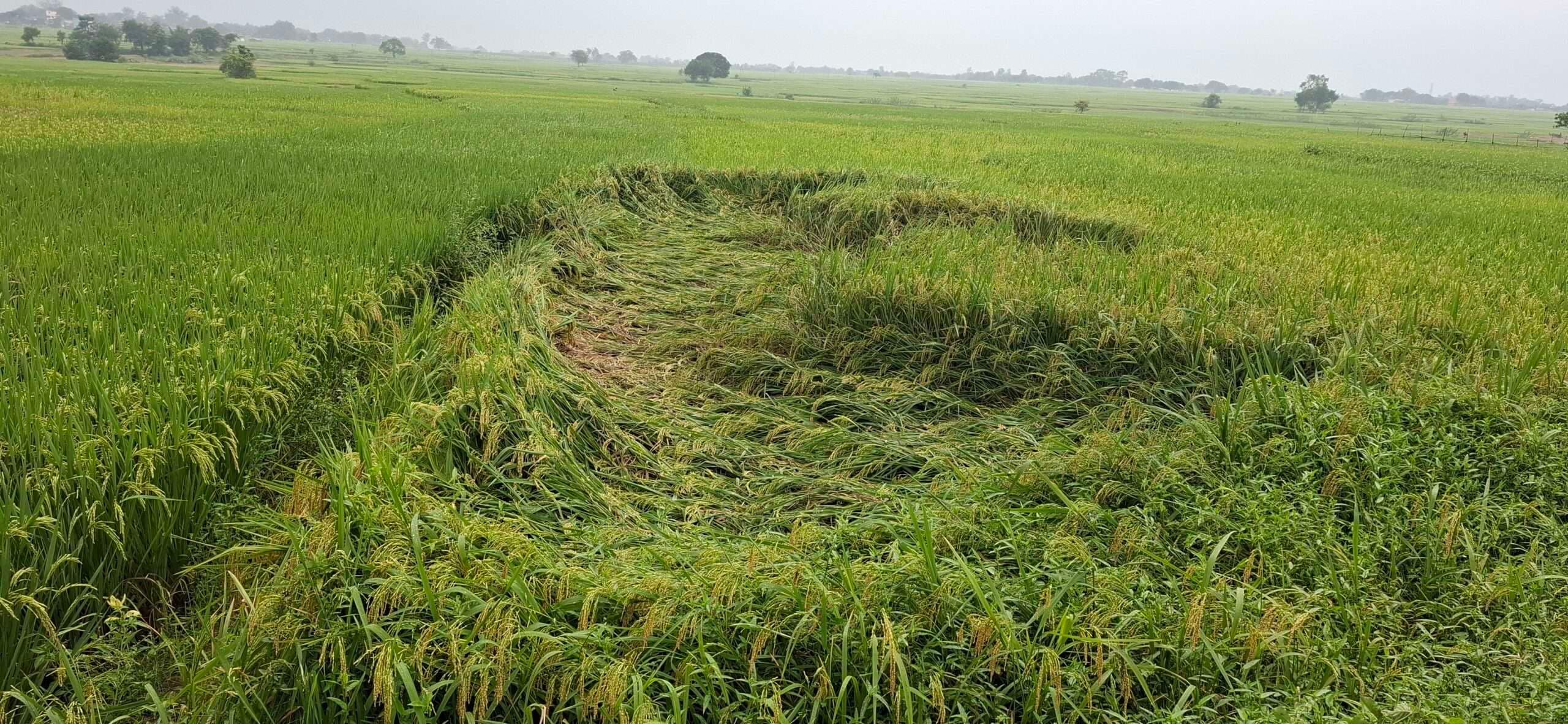 Giridih News :बारिश से फसल प्रभावित, कृषकों को नुकसान