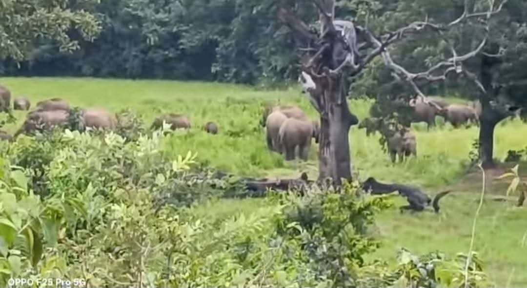 Giridih News :25 हाथियों के झुंड ने बगोदर वन क्षेत्र में दिया दस्तक, किसानों की परेशानी बढ़ी