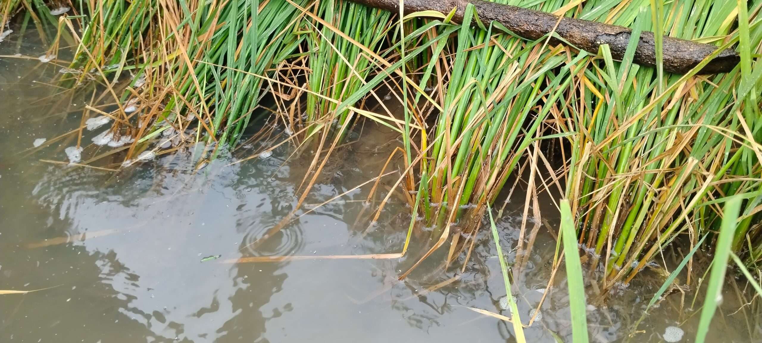 East Singhbhum News : धान की फसल में लगी बीमारी, किसान परेशान