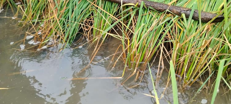 East Singhbhum News : धान की फसल में लगी बीमारी, किसान परेशान
