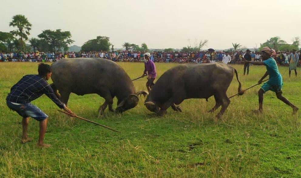 भैंसा लड़ाई में दिखी आदिवासी संस्कृति