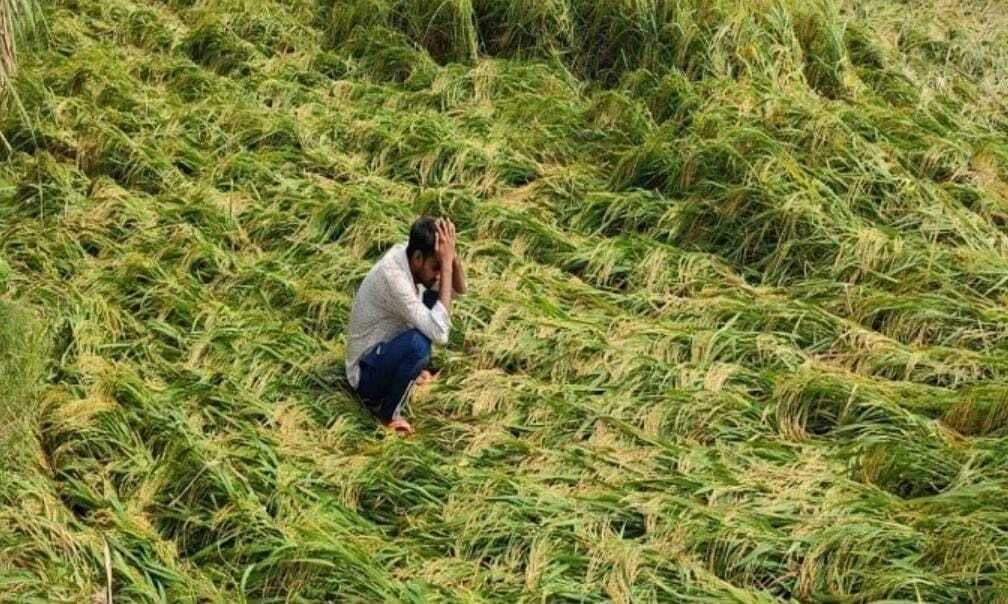 तेज हवा के साथ झमाझम बारिश से धान व सब्जियों को नुकसान