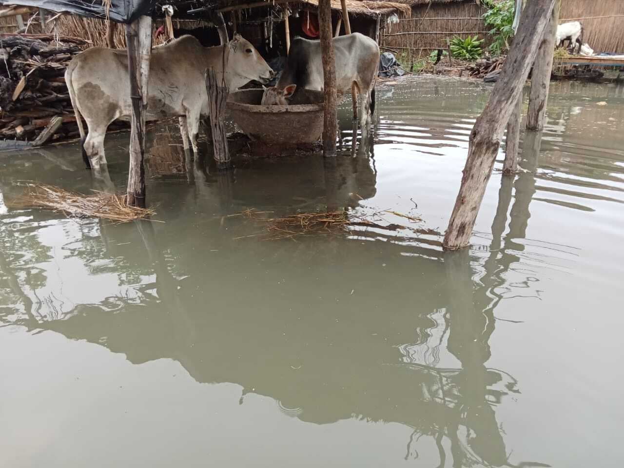 कोसी नदी के जलस्तर में हुई वृद्धि से बाढ़ जैसे हालात, लोगों के घर-आंगन में फैला पानी