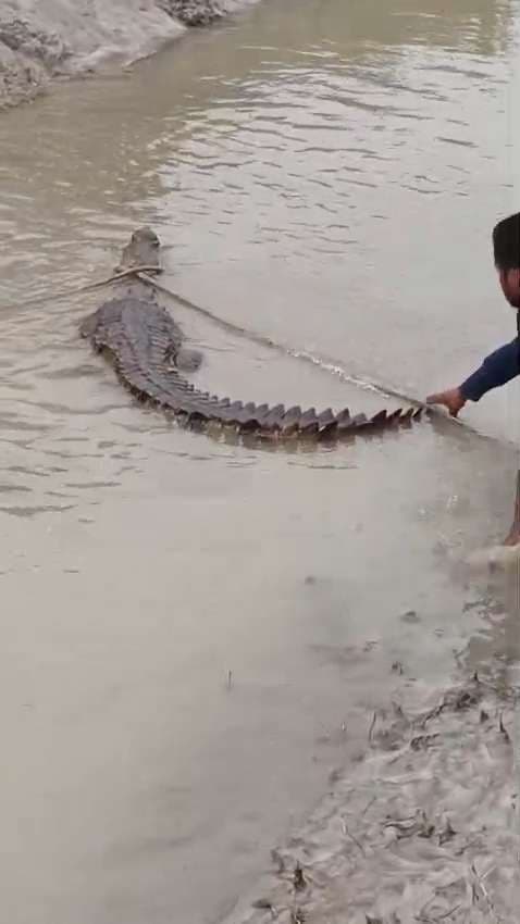 फूलकाहा वितरणी में लोगों ने 10 फीट के मगरमच्छ को पकड़ा
