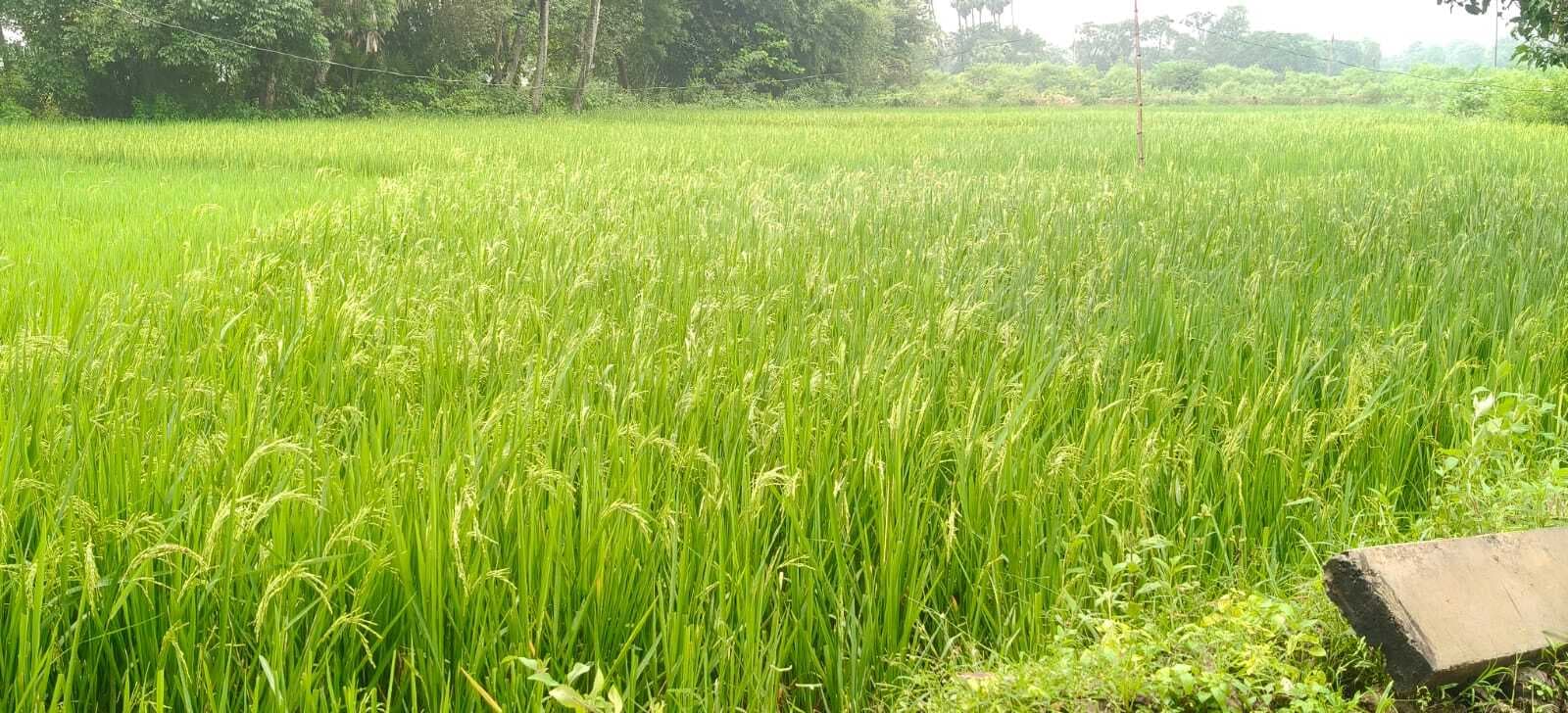 धान में निकलने लगी बाली, लगातार हुई बारिश तो किसानों की बढेगी परेशानी