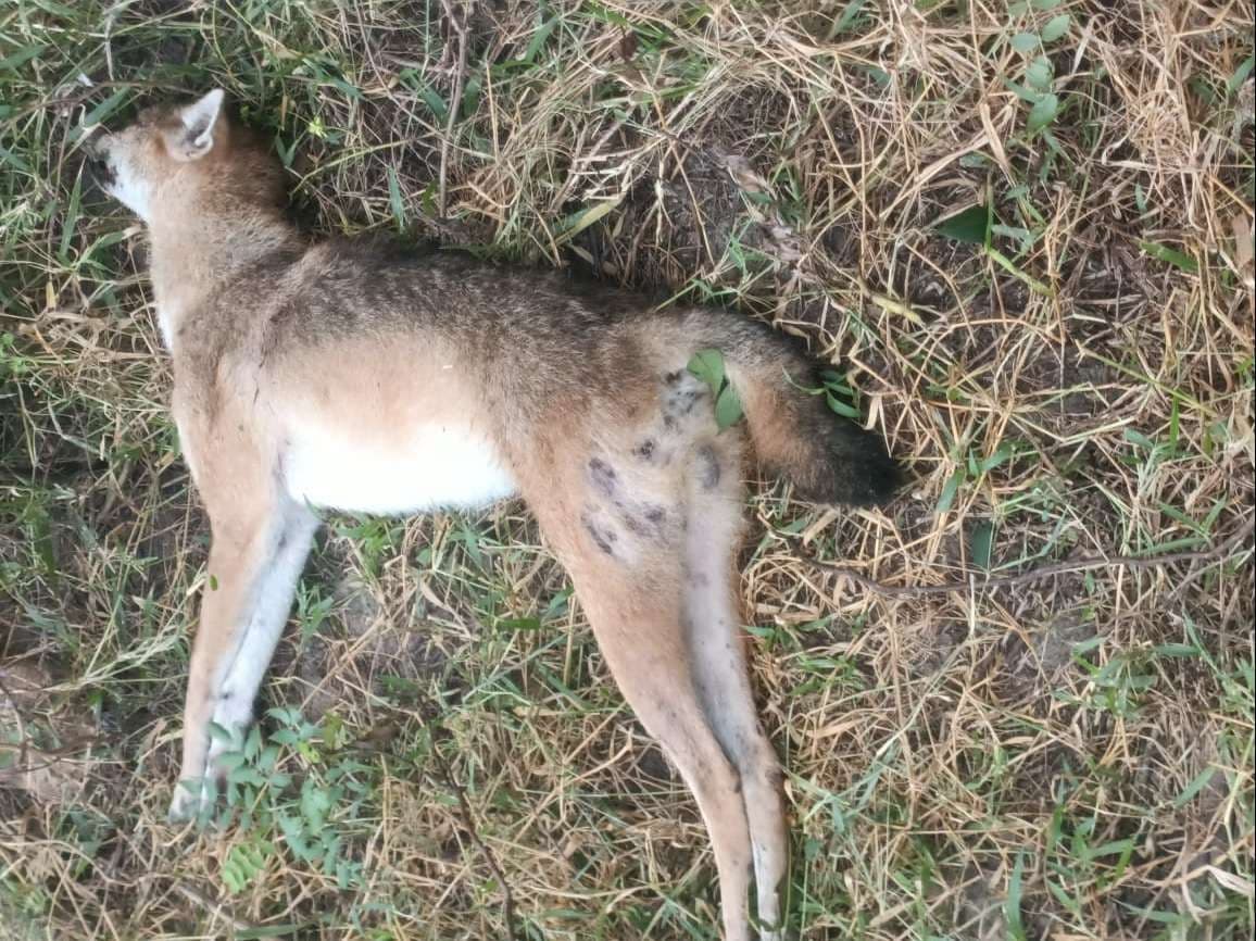 सियार के हमले में तीन महिलाएं जख्मी