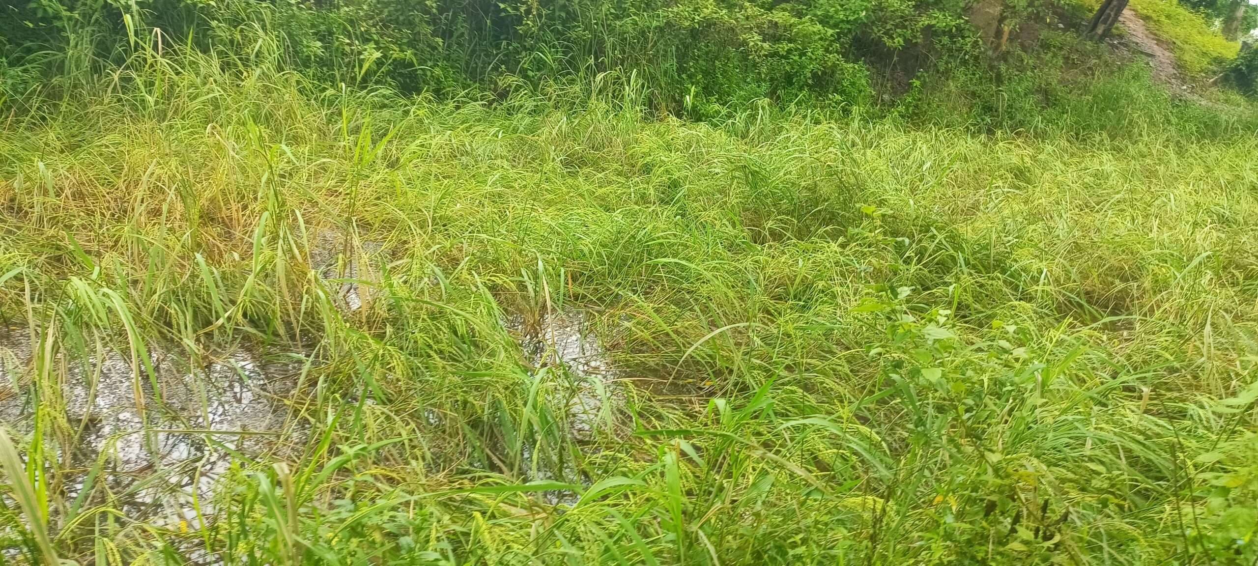 Chaibasa News : बारिश ने किसानों की कमर तोड़ी, मुआवजे की मांग