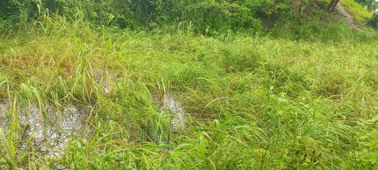 Chaibasa News : बारिश ने किसानों की कमर तोड़ी, मुआवजे की मांग