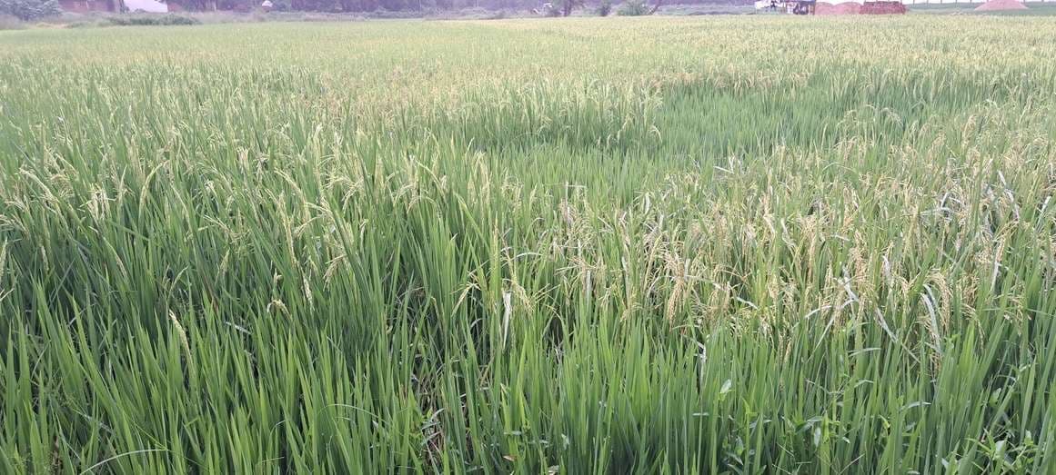 प्रखंड में चार दिनों की झमाझम बारिश से किसानों के खिले चेहरे