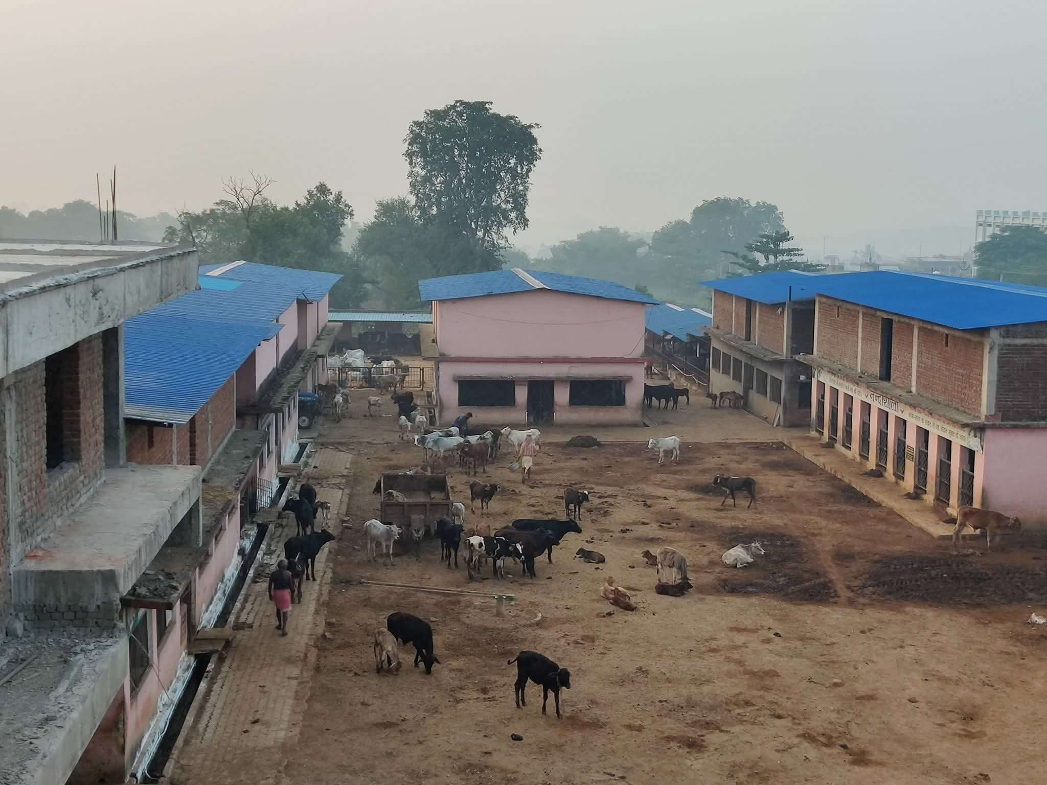 Giridih News :आर्थिक उपार्जन का माध्यम ना हो गोशाला