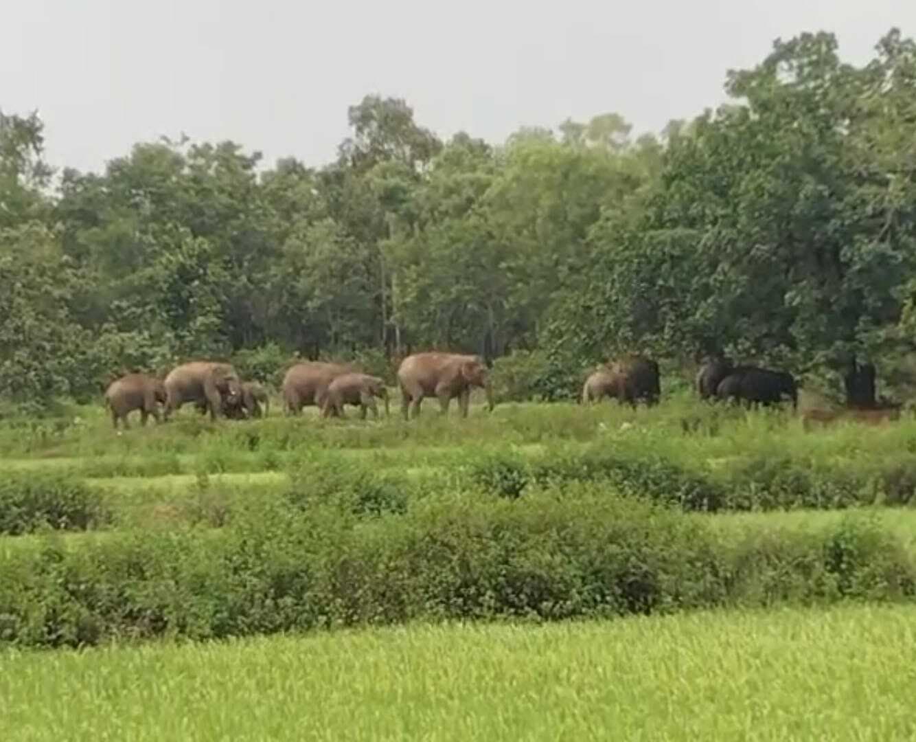 Giridih News :हाथियों ने फसलें रौंदी व चहारदीवारी तोड़ी