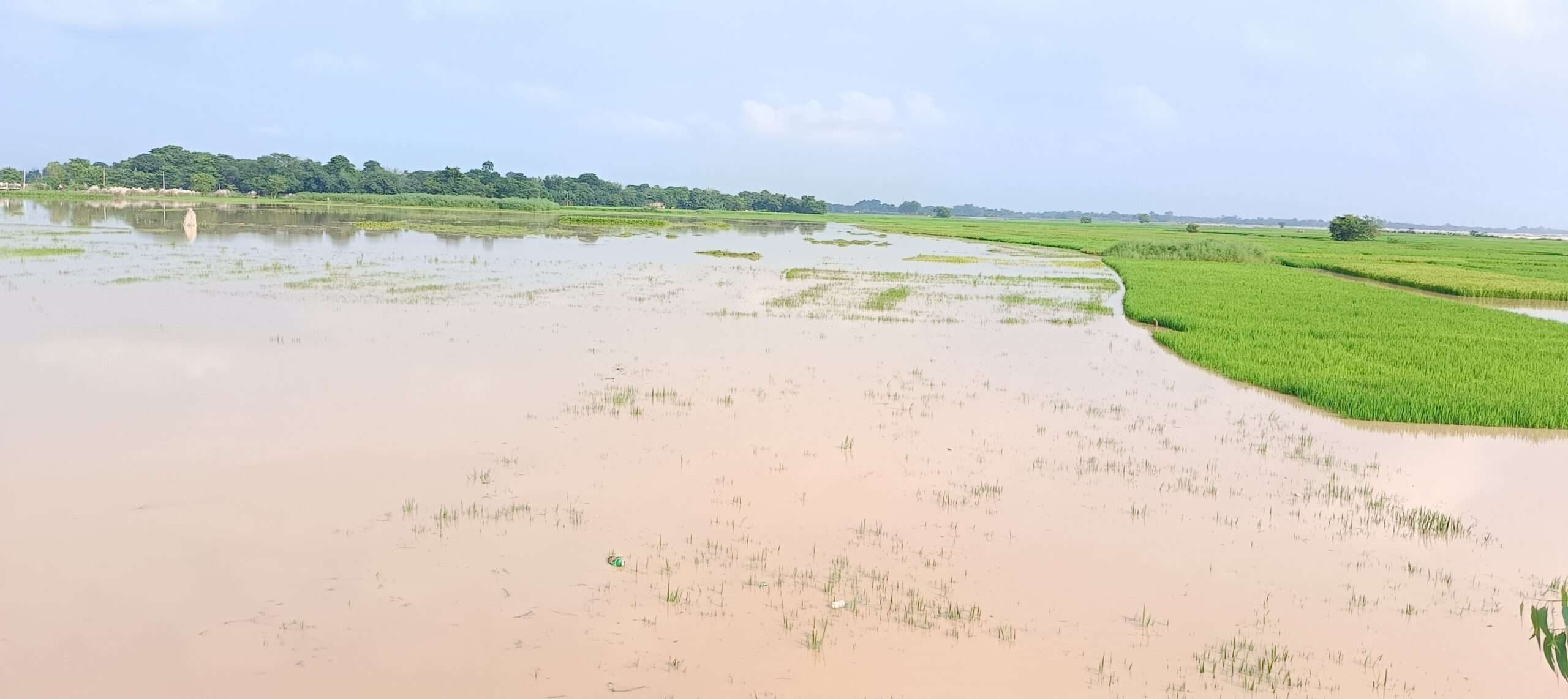 लगातार बारिश से बैसा के निचले इलाकों में फैला पानी, डूबी धान की फसलें